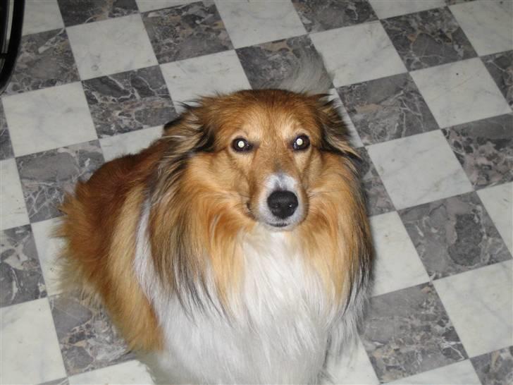 Blanding af racer Mickey Solgt billede 10