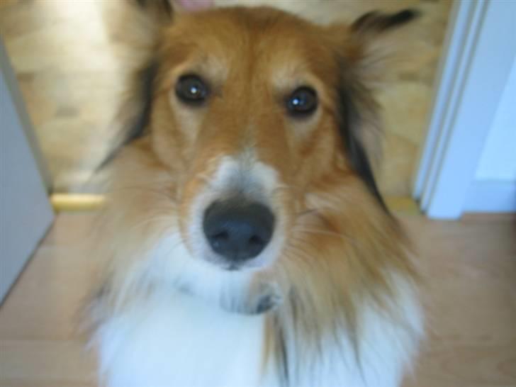 Blanding af racer Mickey Solgt billede 11