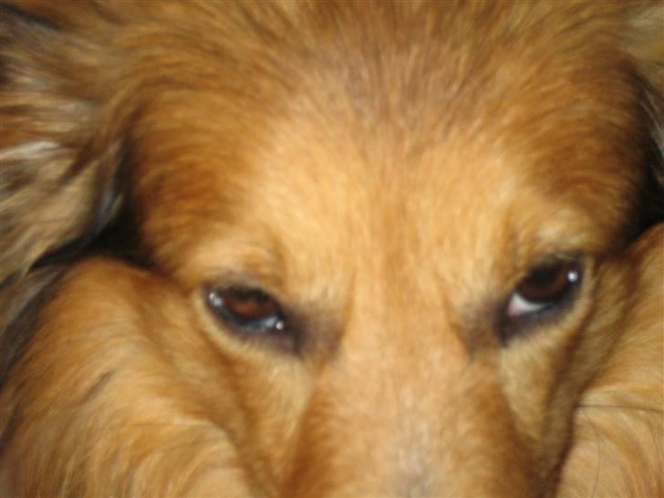 Blanding af racer Mickey Solgt billede 12