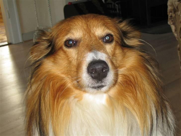 Blanding af racer Mickey Solgt billede 13