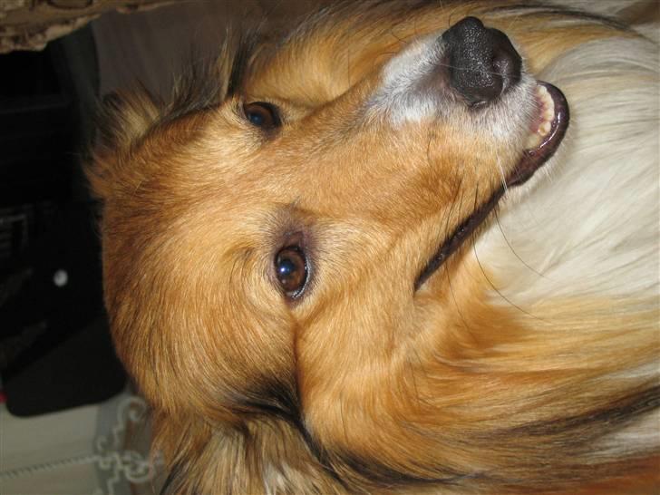 Blanding af racer Mickey Solgt billede 14