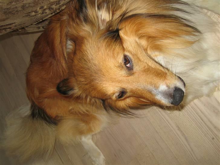 Blanding af racer Mickey Solgt billede 15