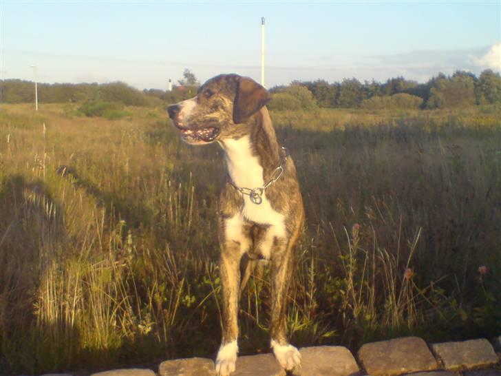 Blanding af racer Diesel - 11 måneder billede 17