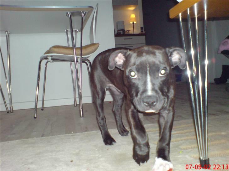 Staffordshire bull terrier Louis >den lille mus< R.i.P 5/6 2016 - lille bitte Louis billede 3