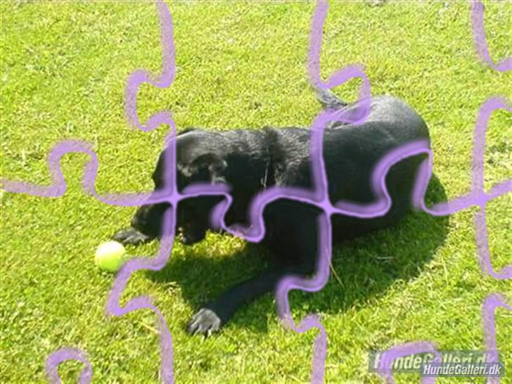 Labrador retriever Silas - jeg er blevet skilt lidt ad.. billede 16