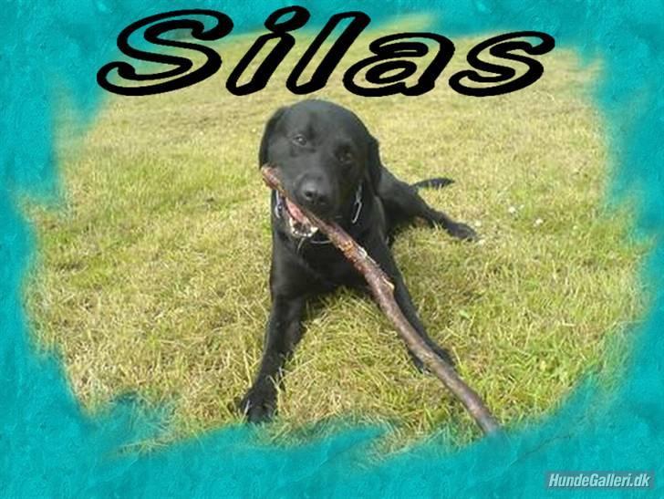 Labrador retriever Silas billede 17
