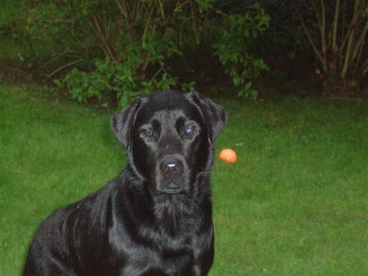 Labrador retriever Chavez billede 10