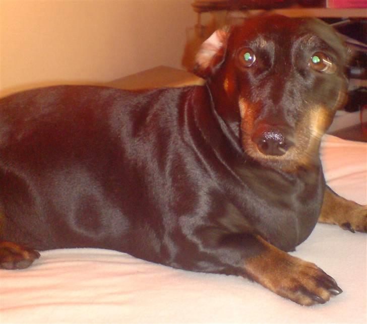 Gravhund Meline G. billede 2