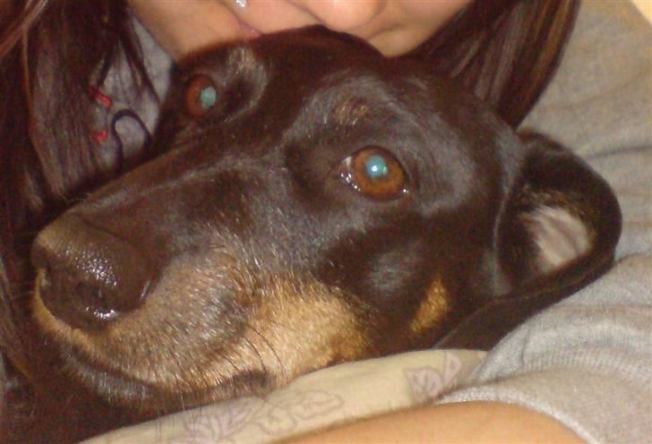 Gravhund Meline G. - Mig og meline. billede 3