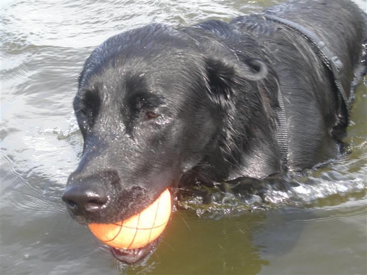 Labrador retriever Chavez billede 11