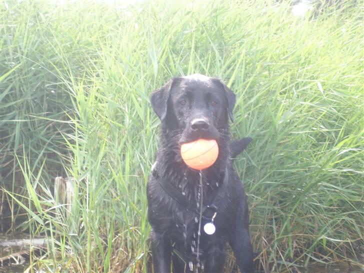 Labrador retriever Chavez billede 12