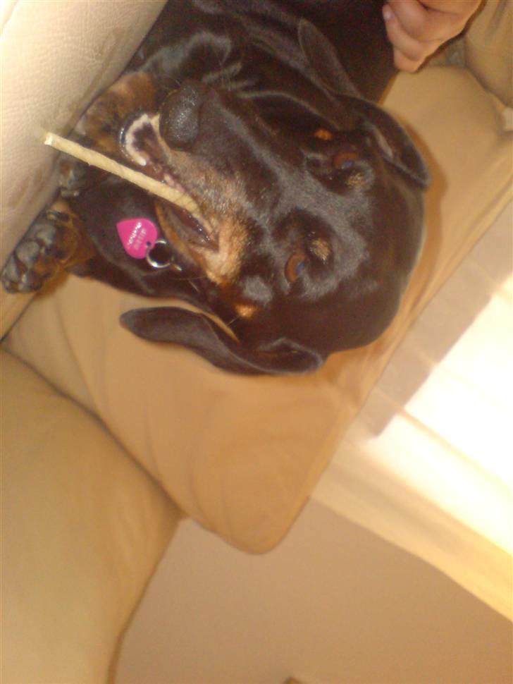 Gravhund Meline G. billede 4