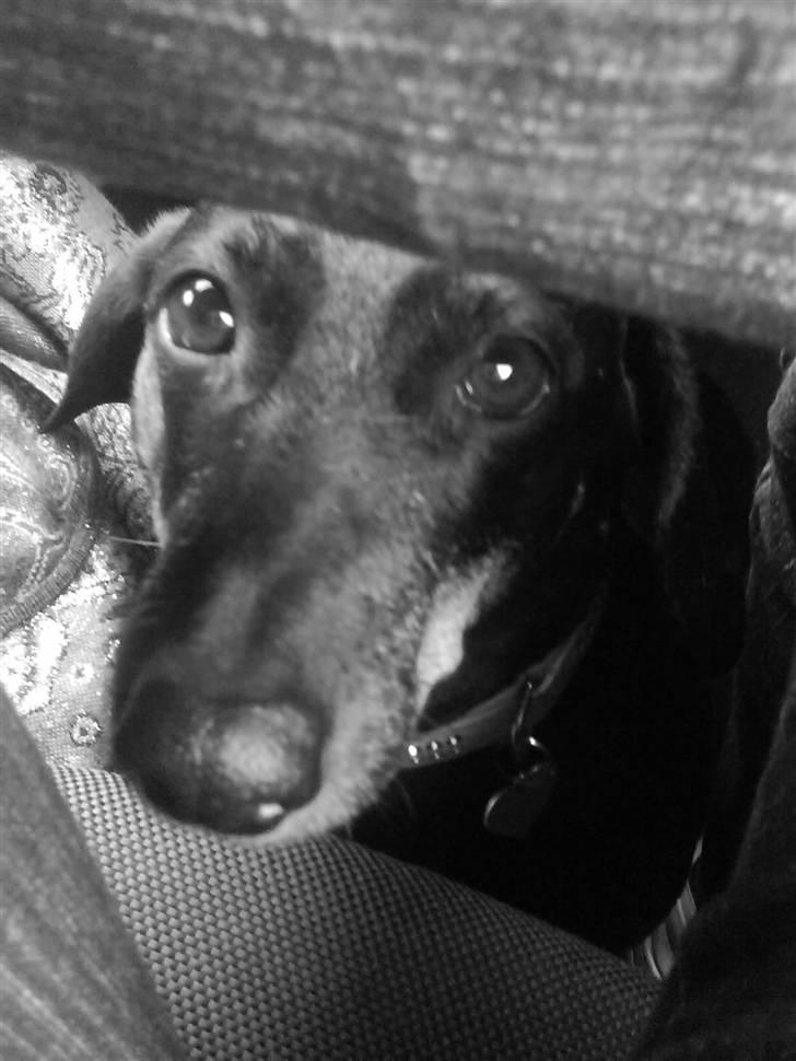 Gravhund Meline G. - vildt godt billede, man kan rigtige se hendes søde hundeøjne! billede 5