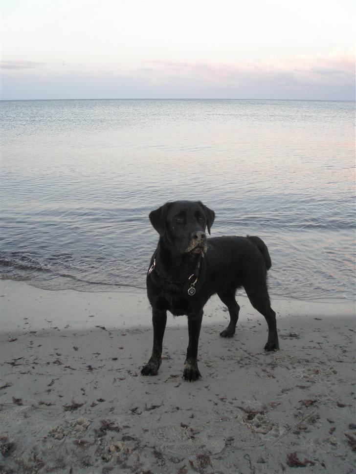 Labrador retriever Chavez billede 13