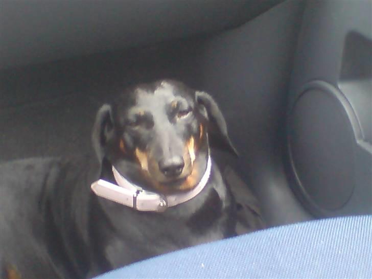 Gravhund Meline G. - i bunden af vores bil :P billede 6