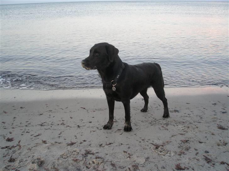 Labrador retriever Chavez billede 14