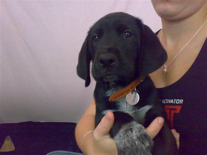 Blanding af racer Bamse - Velkommen til min profil jeg hedder bamse :) billede 1