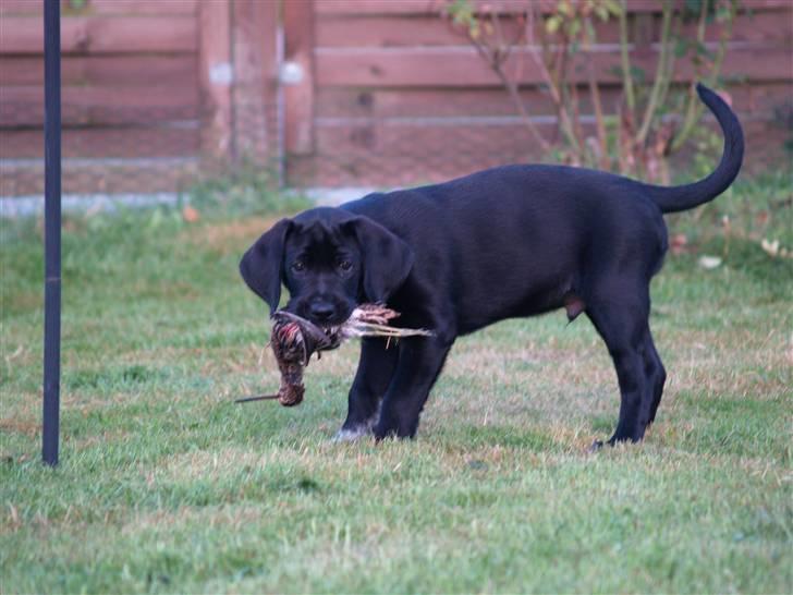 Blanding af racer Bamse - Med sit første dyr i munden :) hehe min lilel fine jagthund :) billede 2