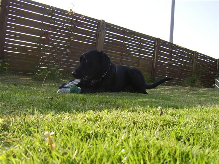 Blanding af racer Bamse - Nyt min dejlige hund billede 3