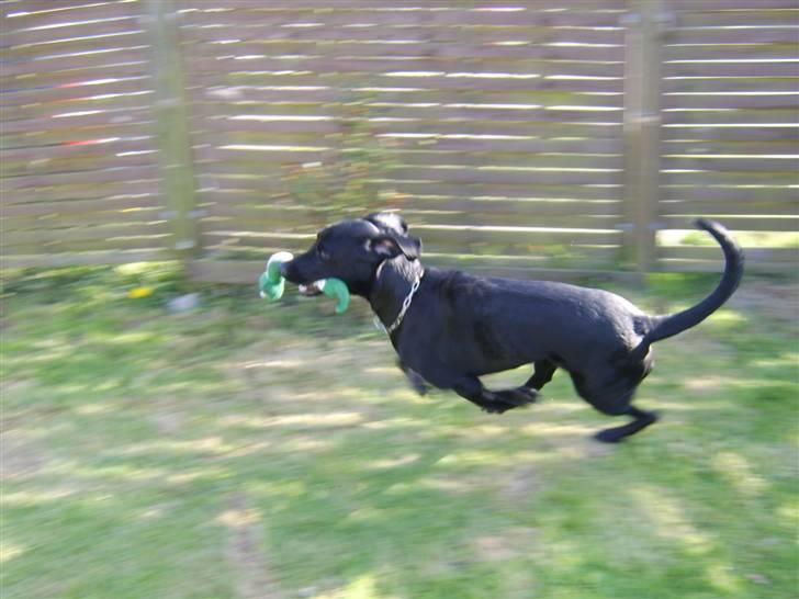 Blanding af racer Bamse - PAS PÅ, jeg kommer i fuld fart :) billede 4