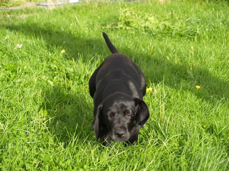 Blanding af racer Bamse - Ups lidt for meget fart :) billede 5