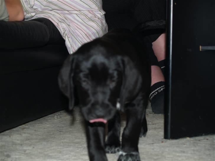 Blanding af racer Bamse - den dag vi lige haved fået ham :) billede 6