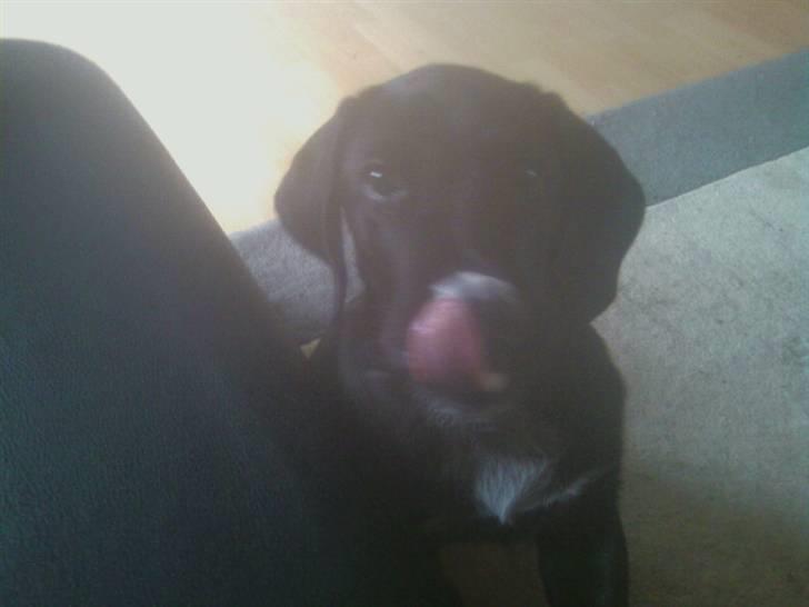 Blanding af racer Bamse - mmmmh Jugurt billede 7