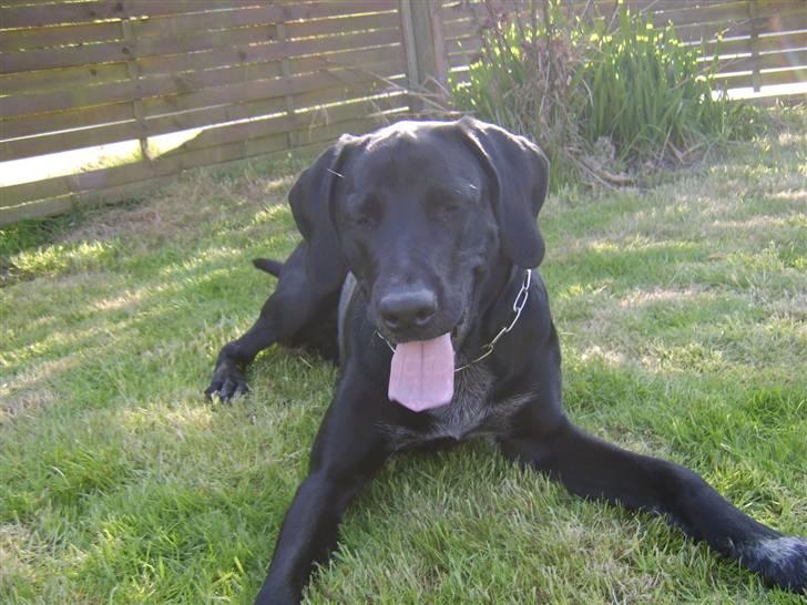 Blanding af racer Bamse - Min dræber hund :P nyt billede 8