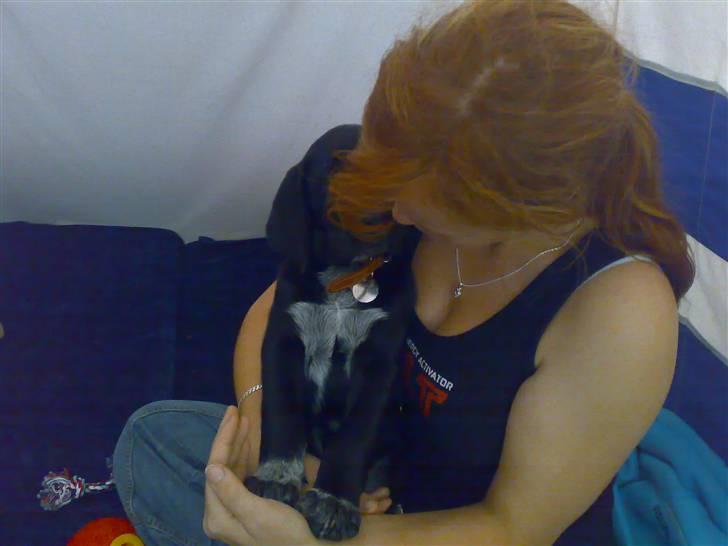 Blanding af racer Bamse - Ægte kærlighed billede 9