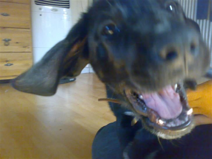 Blanding af racer Bamse - Arrrh jeg angrider kamera´et ikk tag flere billeder :) billede 10