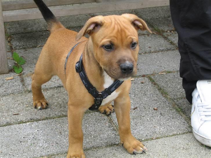 Staffordshire bull terrier *Miko aka Diego* billede 5