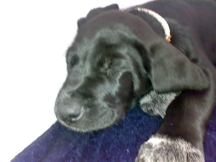 Blanding af racer Bamse billede 11