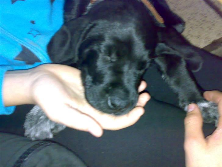 Blanding af racer Bamse - det er hårdt at være lille i den her store verden billede 13