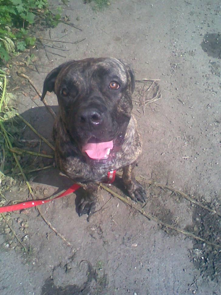 Blanding af racer Victor billede 1