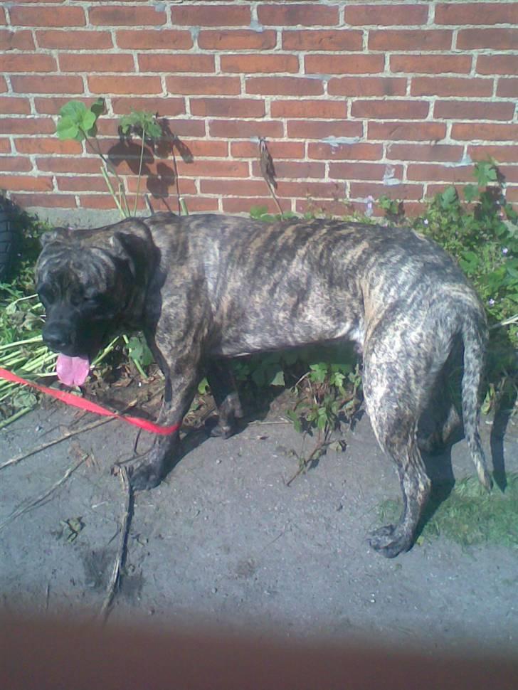 Blanding af racer Victor billede 2