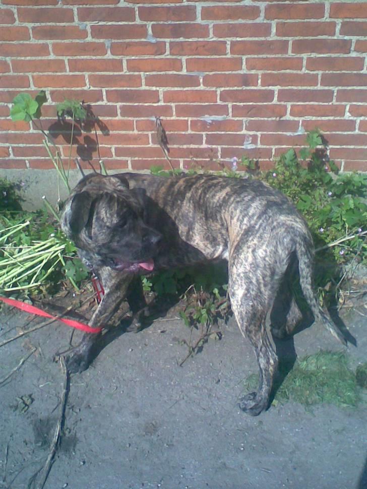 Blanding af racer Victor billede 3