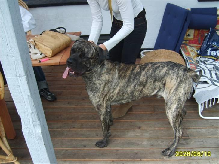 Blanding af racer Victor billede 4