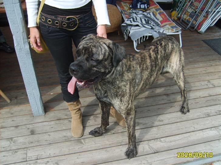 Blanding af racer Victor billede 5