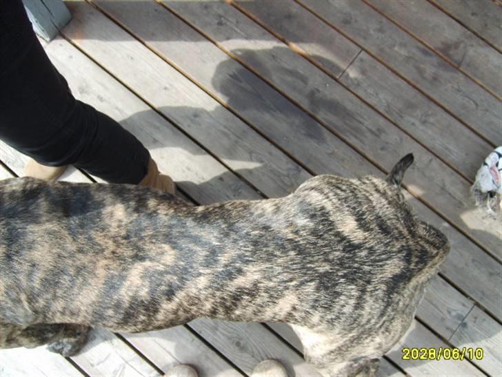 Blanding af racer Victor billede 6