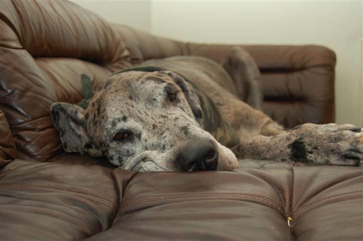 Grand danois Thor - Sofa-dyret ;-) billede 17