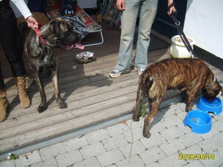 Blanding af racer Victor billede 7