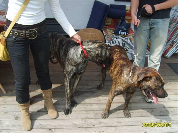 Blanding af racer Victor billede 8