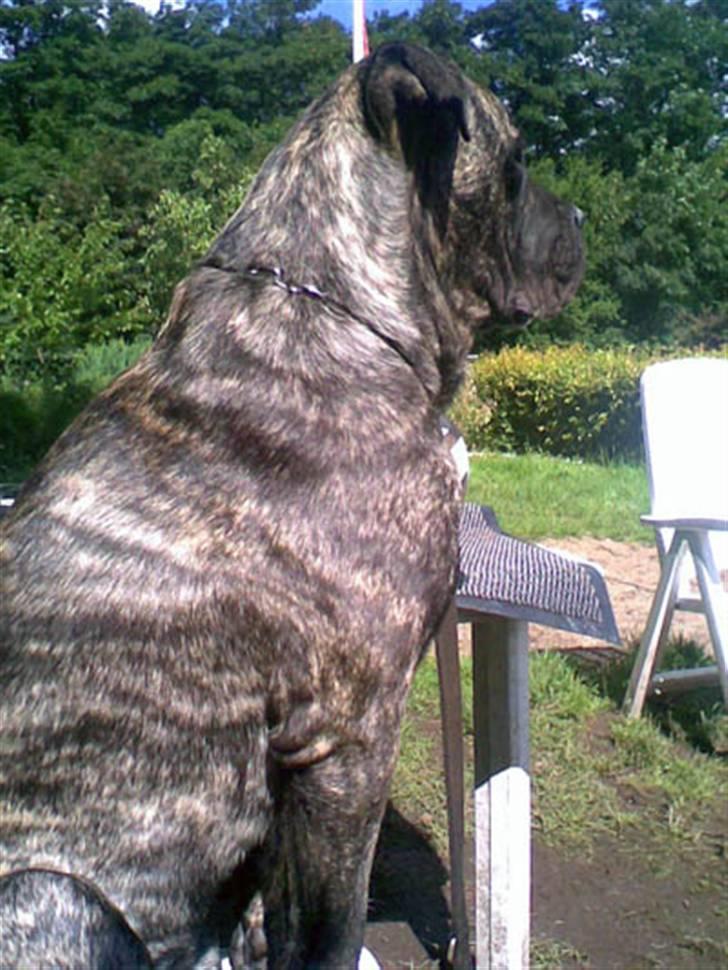 Blanding af racer Victor billede 9