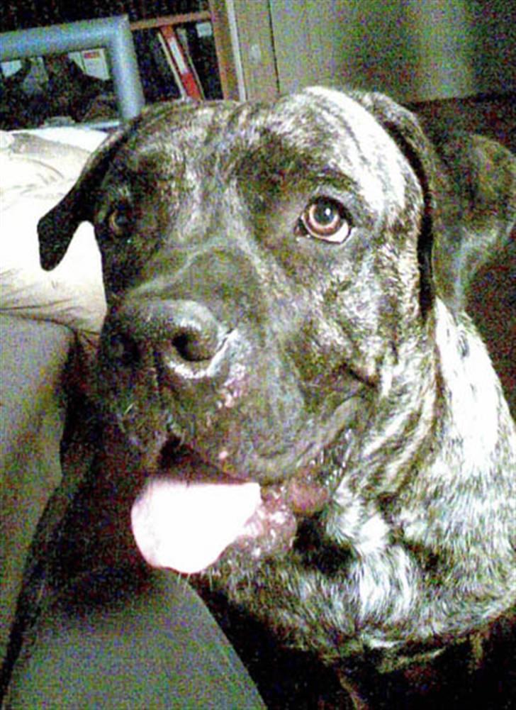 Blanding af racer Victor billede 10