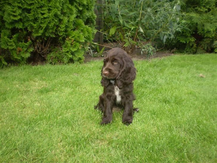 Cocker spaniel Sille billede 1