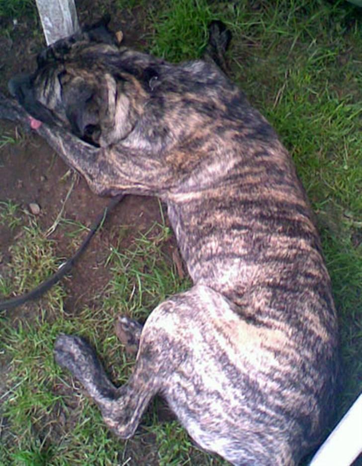 Blanding af racer Victor billede 11