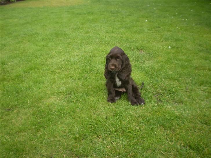 Cocker spaniel Sille billede 2