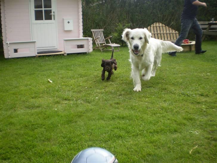 Cocker spaniel Sille billede 3