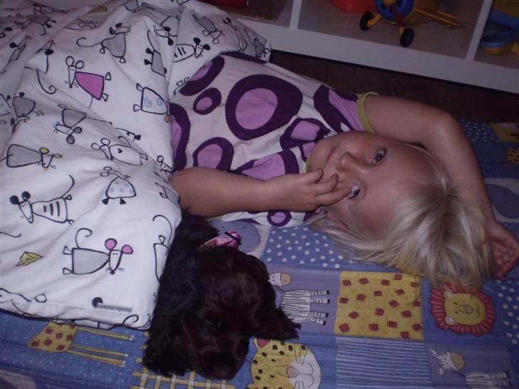 Cocker spaniel Sille billede 4