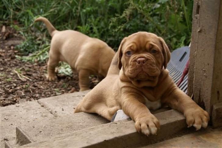 Dogue de bordeaux Ikaros R.I.P. billede 3